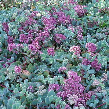 Очиток Еверсу/Sedum Aversii (8)