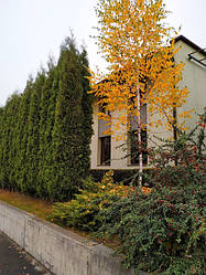 Основний розділ