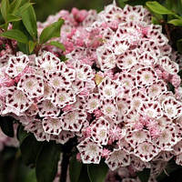 Кальмія широколистна Ginkona 3 річна, Кальмия широколистная Гинкона, Kalmia latifolia Ginkona