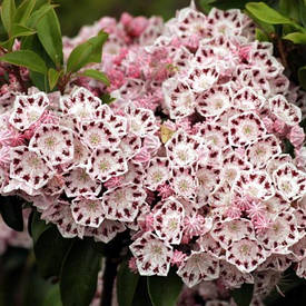 Кальмія широколистна Ginkona 3 річна, Кальмія широколиста Гинкона, Kalmia latifolia Ginkona