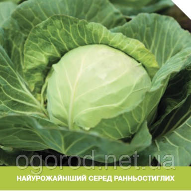 Кевін F1 2500 шт. насіння капусти Syngenta Голландія