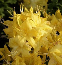 Рододендрон листопадний Anneke 3 річний, Рододендрон листопадный Аннеке, Rhododendron Anneke, фото 4