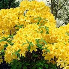 Рододендрон листопадний Anneke 3 річний, Рододендрон листопадный Аннеке, Rhododendron Anneke, фото 5