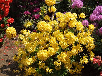 Рододендрон листопадний Anneke 3 річний, Рододендрон листопадный Аннеке, Rhododendron Anneke, фото 1