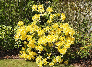 Рододендрон листопадний Anneke 3 річний, Рододендрон листопадный Аннеке, Rhododendron Anneke, фото 3
