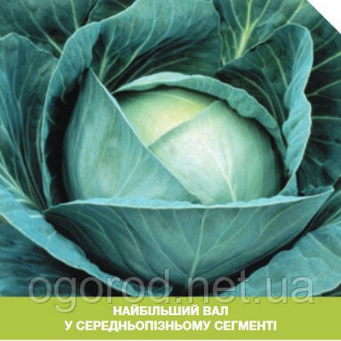 Професор F1 10 шт. насіння капусти Syngenta Голландія
