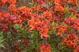 Рододендрон листопадний Gibraltar 3 річний, Рододендрон листопадний Гібралтар, Rhododendron Gibraltar, фото 5