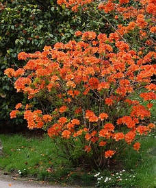 Рододендрон листопадний Gibraltar 3 річний, Рододендрон листопадний Гібралтар, Rhododendron Gibraltar