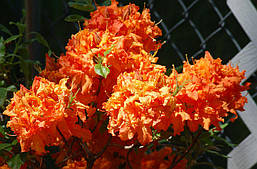 Рододендрон листопадний Gibraltar 3 річний, Рододендрон листопадний Гібралтар, Rhododendron Gibraltar, фото 6