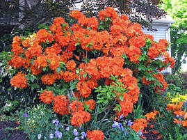 Рододендрон листопадний Gibraltar 3 річний, Рододендрон листопадний Гібралтар, Rhododendron Gibraltar, фото 3