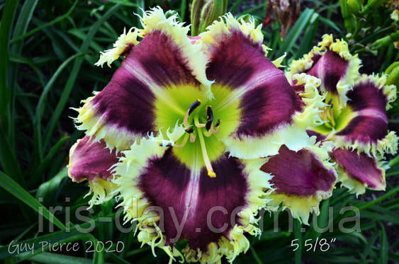 Лилейник Get Spiked (Pierce 2020), фото 1