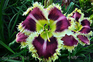 Лилейник Get Spiked (Pierce 2020)