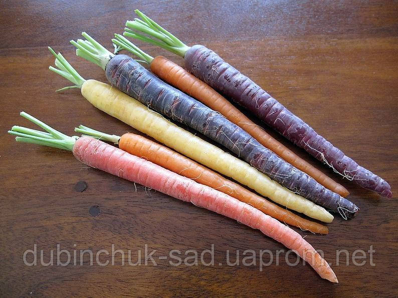 Морква Чорна туманність, фото 1