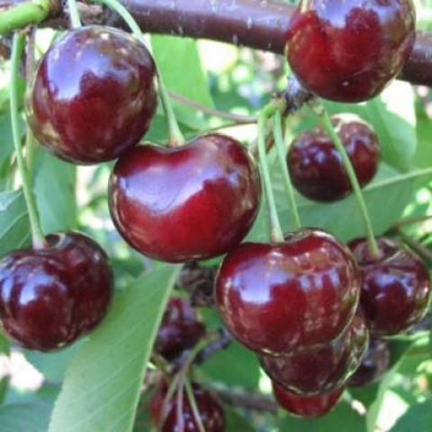 Вишня Гриод мелітопольський (середньостигла), фото 1