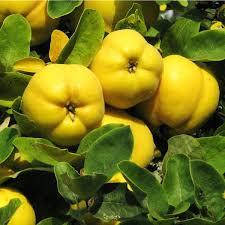 Айва яблукоподібна Румо (середня)