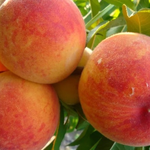 Персик Серпневий (середньостиглий), фото 1