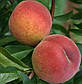 Персик Серпневий (середньостиглий), фото 2