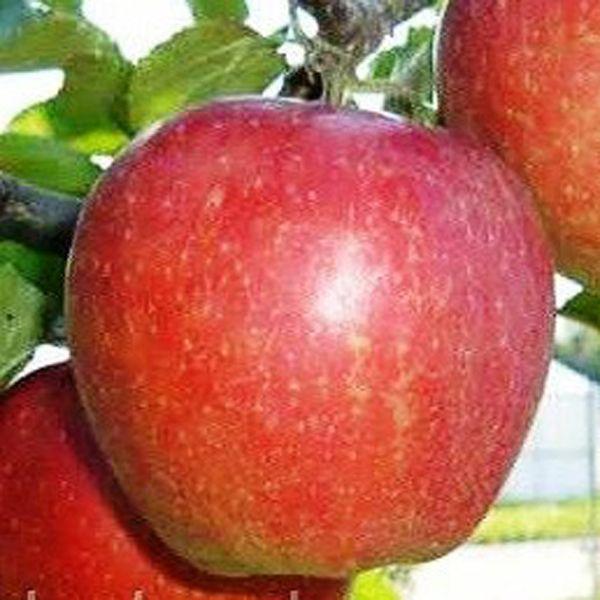 Яблуня Санрайз (літня), фото 1