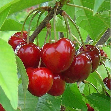 Черешня Самміт (пізня)