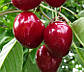 Черешня Василіса (середньостигла), фото 2