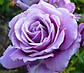 Троянда плетиста Індиголета, фото 2