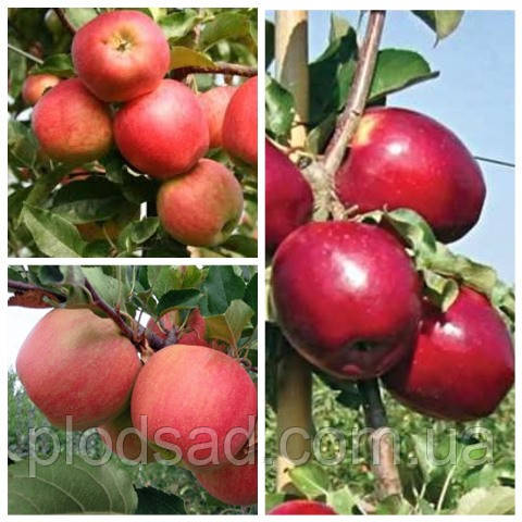 Яблуня дерево-сад ( Моді,Чемпіон, Гала)