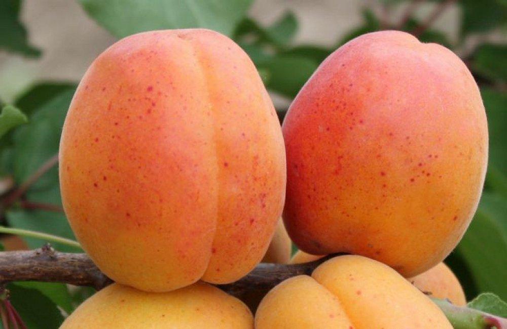 Абрикос Луїза Бланк (ранній), фото 1