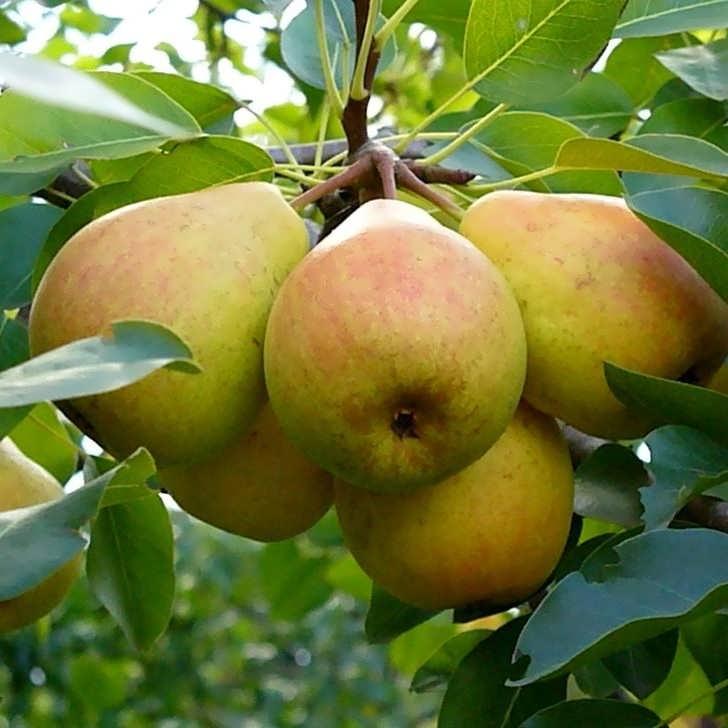 Груша Улюблениця Клаппа, Фаворитка Клаппа (річна), фото 1