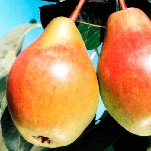 Груша Марія (зимня), фото 1