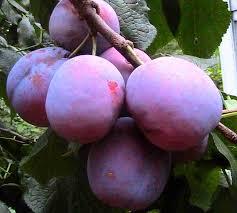 Слива Ісполінська (пізня), фото 1