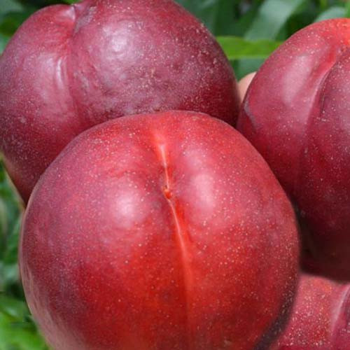 Нектарин Спокуса (пізній), фото 1