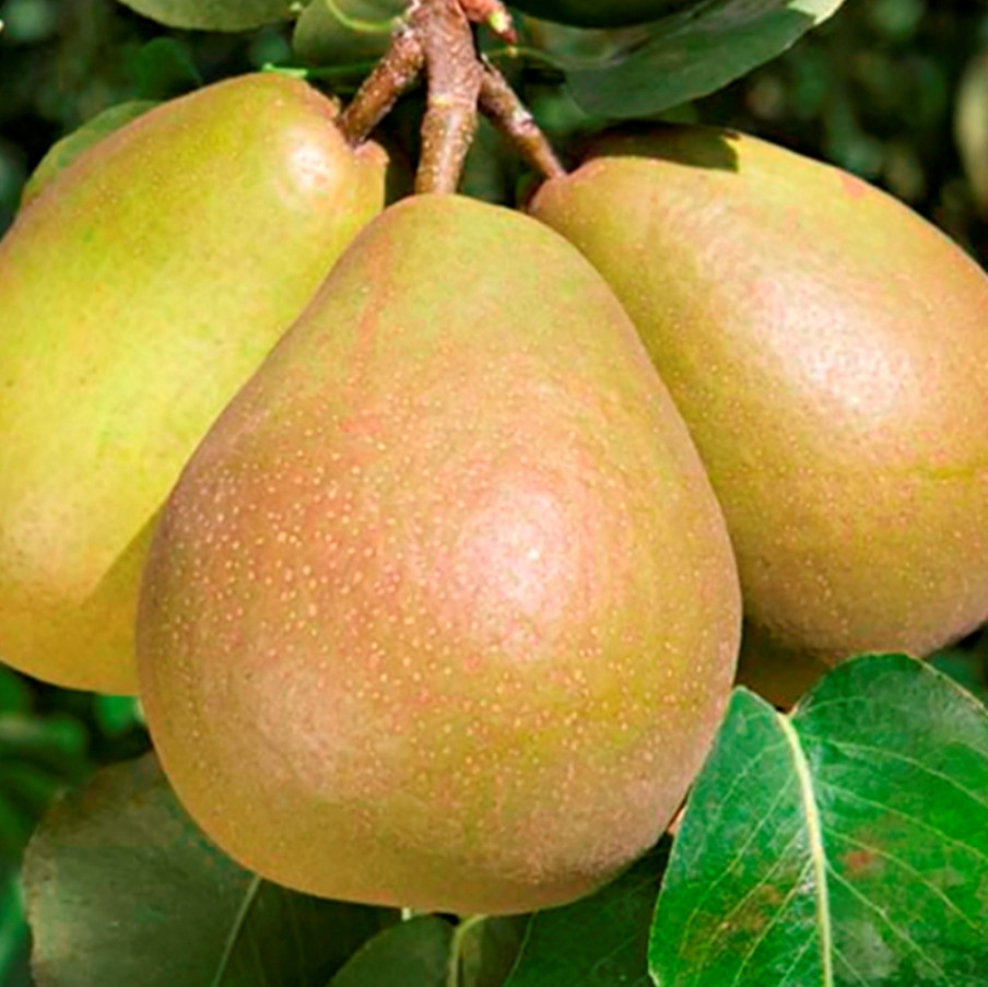 Эмма Уотсон порно жалған фотосуреттер