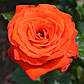 Троянда чайно-гібридна Верано, фото 2