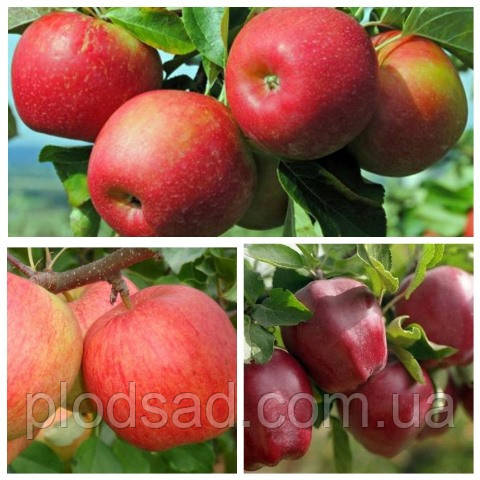 Яблуня дерево-сад ( Чемпіон, Глостер, Джоноред)