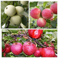 Яблуня дерево сад ( Мелба, Білий налив, Сирена)
