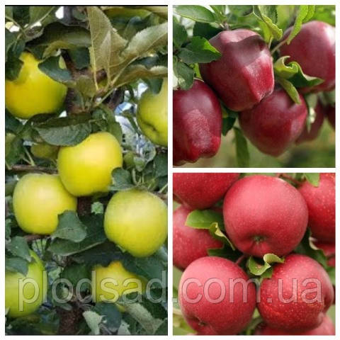 Яблуня дерево-сад (Глостер, Гала, Мутсу)