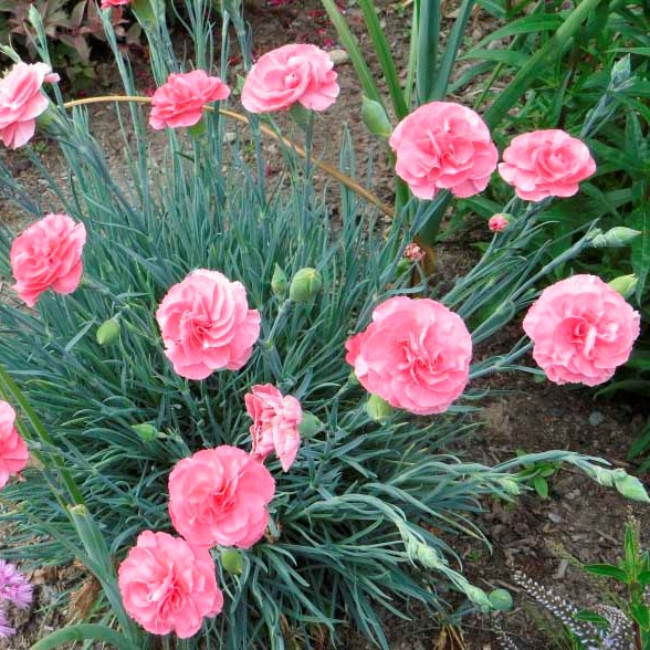 Саджанці Гвоздики садової, або Гвоздики голландської (Dianthus caryophyllus) Р9, фото 1