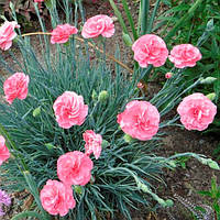 Саженцы Гвоздики садовой, или Гвоздики голландской (Dianthus caryophyllus) Р9