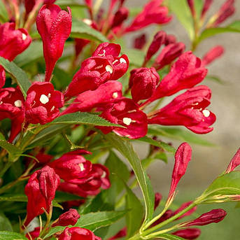 Вейгелла Ол самер ред /Weigela 'All Summer Red'/, фото 2