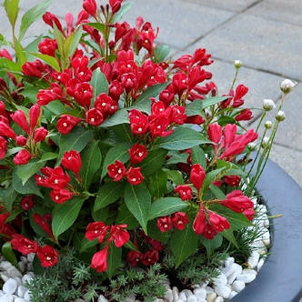 Вейгелла Ол самер ред /Weigela 'All Summer Red'/, фото 2