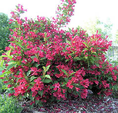 Вейгелла Ньюпорт ред /Weigela 'Newport Red' /3года/, фото 3