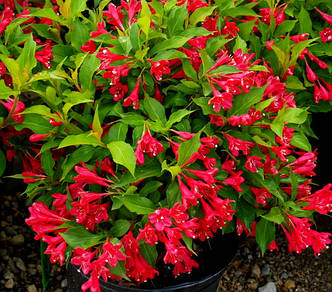 Вейгела Ред Принц /Weigela 'Red Prince' /2 роки/, фото 2