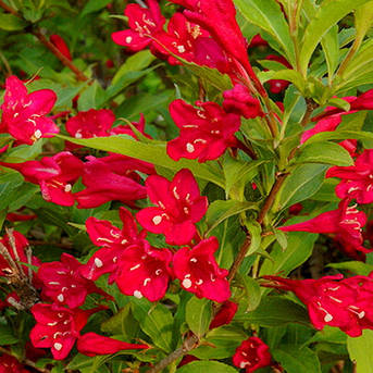 Вейгела Ред Принц /Weigela 'Red Prince' /2 роки/, фото 2