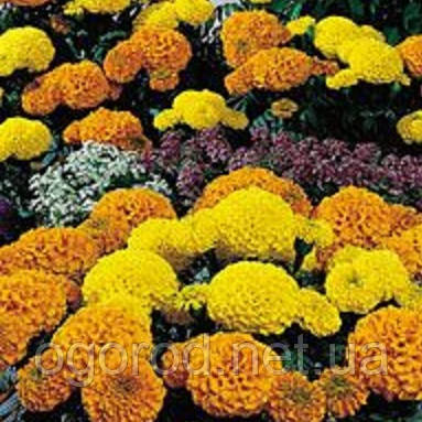 Насіння чорнобривці Чикаго Kitano Seeds Mix 500 шт