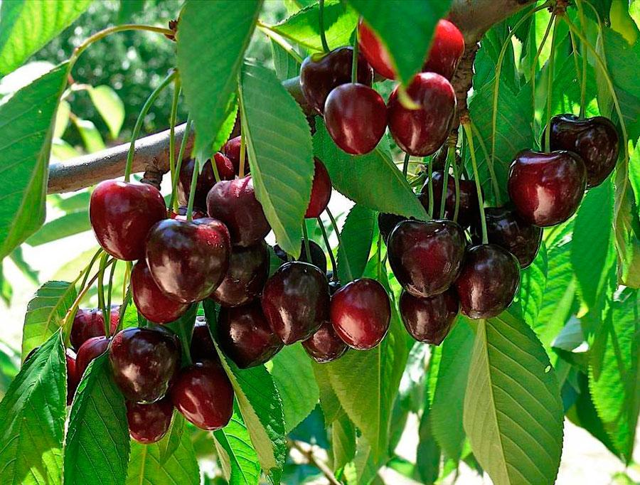 Черешня Дилема (рання), фото 1