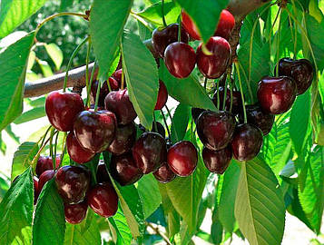 Черешня Дилема (рання)