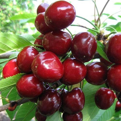 Черешня Василіса (середньостигла), фото 1