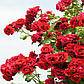Троянди плетиста Симпати, фото 2