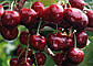 Черешня Валерія (середньостигла), фото 2