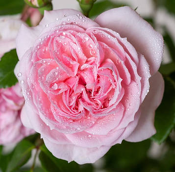 Троянда паркова Сіндерелла